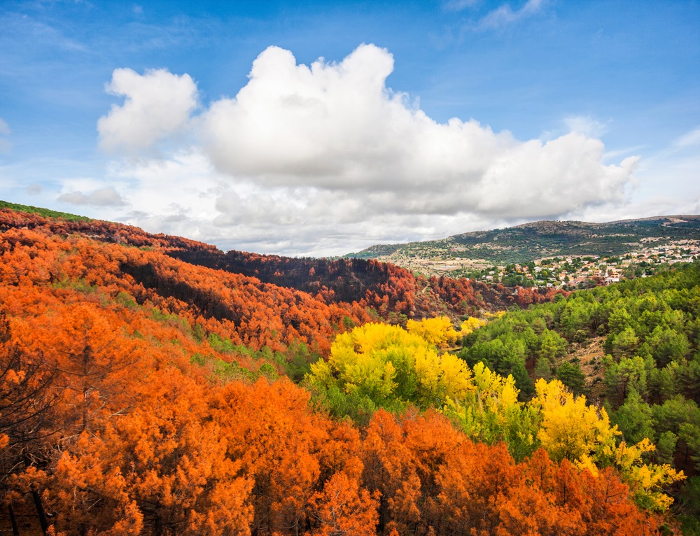 SmartRental Collection | Get to know the special forests in Madrid